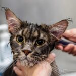 Der komplette Überblick über professionelle Tierpflege und -betreuung in Deutschland