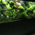 Die 5 besten Aquarienpflege-Services in Berlin – Aquarien sauber und biologisch stabil halten