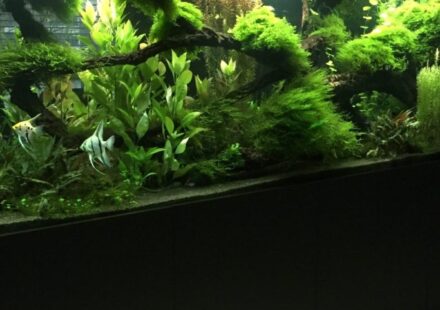 Die 5 besten Aquarienpflege-Services in Berlin – Aquarien sauber und biologisch stabil halten
