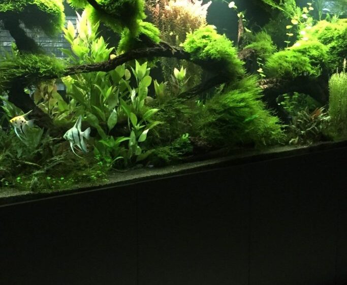 Die 5 besten Aquarienpflege-Services in Berlin – Aquarien sauber und biologisch stabil halten